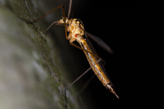 Nephrotoma submaculosa