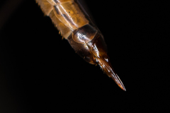 Nephrotoma submaculosa