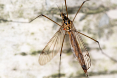 Nephrotoma submaculosa