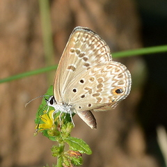 Lepidochrysops patricia