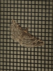 Alucita montana
