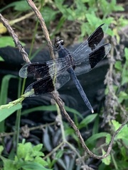 Erythrodiplax umbrata