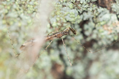 Empicoris vagabundus