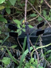 Erythrodiplax umbrata