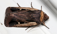 Proteuxoa tortisigna
