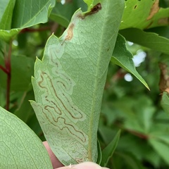 Phyllocnistis ampelopsiella