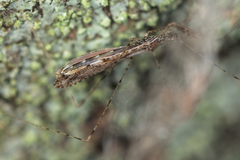 Empicoris vagabundus