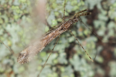 Empicoris vagabundus