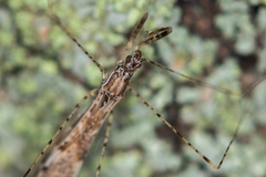 Empicoris vagabundus