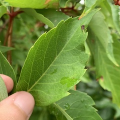 Phyllocnistis ampelopsiella