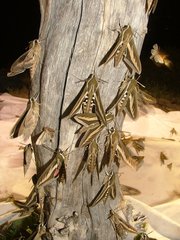 Hyles euphorbiarum