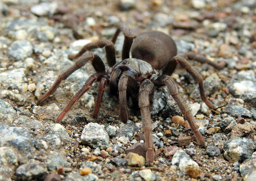 False Tarantula