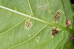 Puccinia komarovii