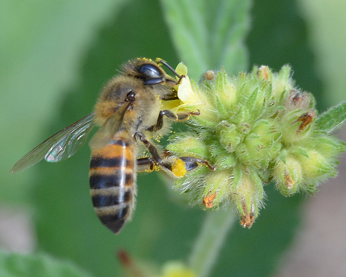 Africanized honey bee - Apis mellifera scutellata Lepeletier
