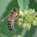 African Honey Bee - Photo (c) copper, some rights reserved (CC BY-NC), uploaded by copper