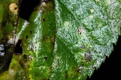 Cristulariella depraedans