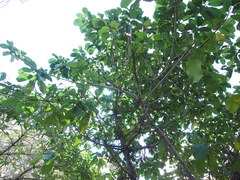 Ficus hispida