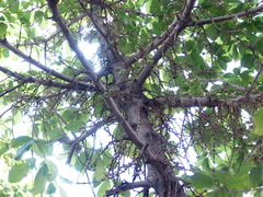 Ficus hispida