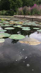 Nelumbo lutea