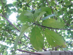 Ficus hispida