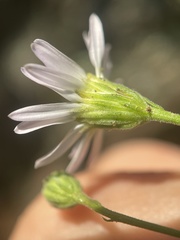 Erigeron arenarioides