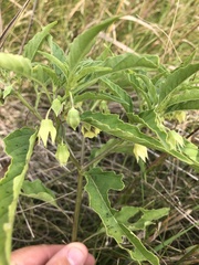 Physalis longifolia longifolia