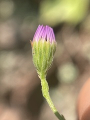 Erigeron arenarioides