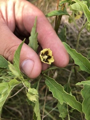 Physalis longifolia longifolia
