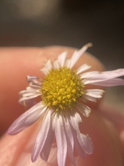 Erigeron arenarioides