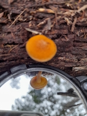 Gymnopilus allantopus