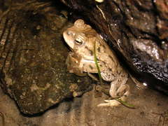Rhinella spinulosa