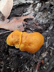 Gymnopilus allantopus