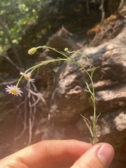 Erigeron arenarioides