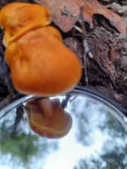 Gymnopilus allantopus