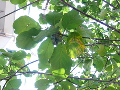 Ficus hispida