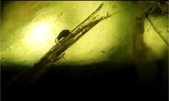 Hydrozetes