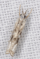 Microcrambus kimballi