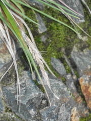Trisetum arduanum