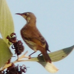 Ramsayornis modestus