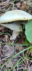 Agaricus didymus