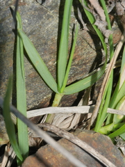 Trisetum arduanum