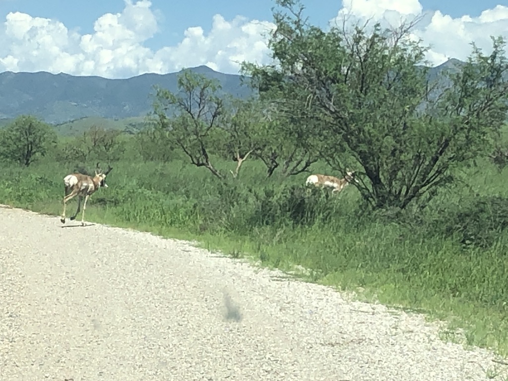 Mexican Pronghorn from Las Cienegas National Conservation Area, Elgin ...