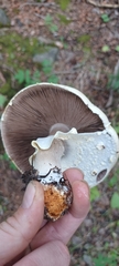 Agaricus didymus