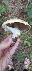 Agaricus didymus
