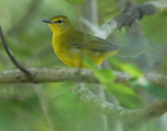 Myiothlypis flaveola