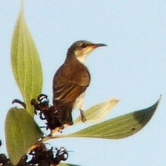 Ramsayornis modestus