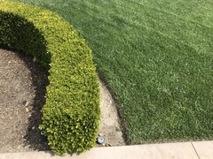 Buxus microphylla