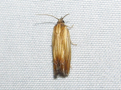 Eucosma umbrastriana