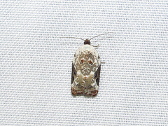 Acleris nivisellana