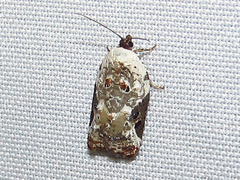 Acleris nivisellana